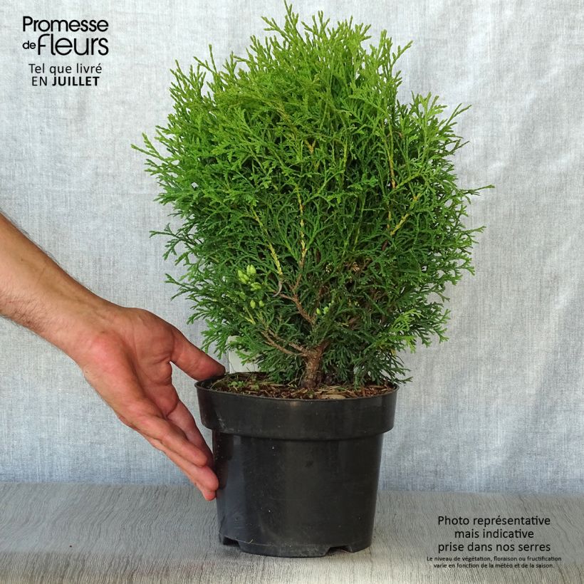 Exemplar von Thuja occidentalis Tiny Tim Topf mit 2L/3L wie im Sommer geliefert