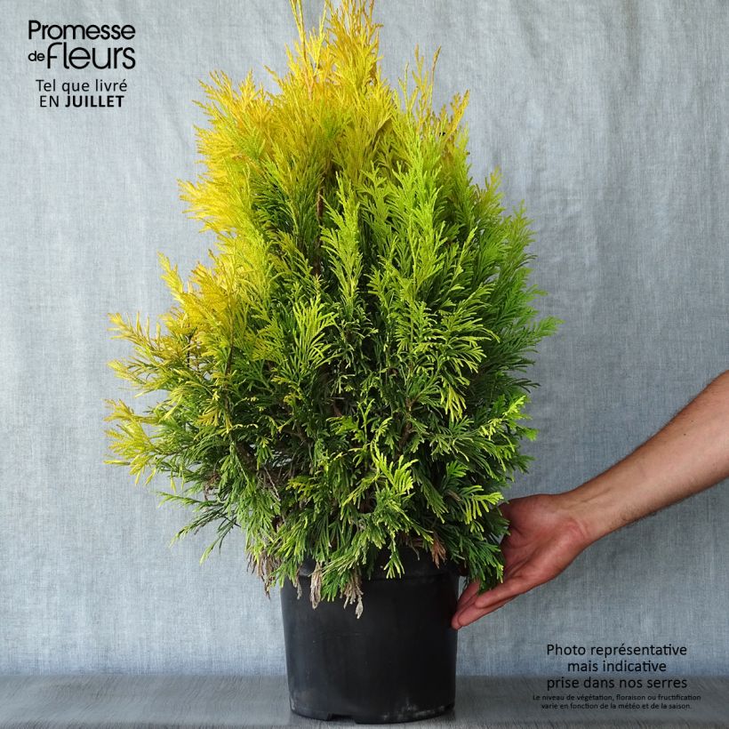 Exemplar von Thuja plicata 4 Ever Goldy Topf mit 7,5L/10L wie im Sommer geliefert
