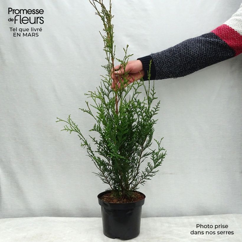 Exemplar von Thuja plicata Atrovirens Topf mit 2L/3L wie im Frühjahr geliefert