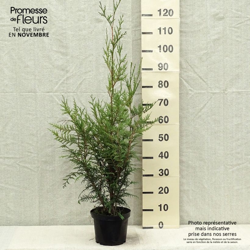 Exemplar von Thuja plicata Atrovirens Topf mit 2L/3L wie im Herbst geliefert