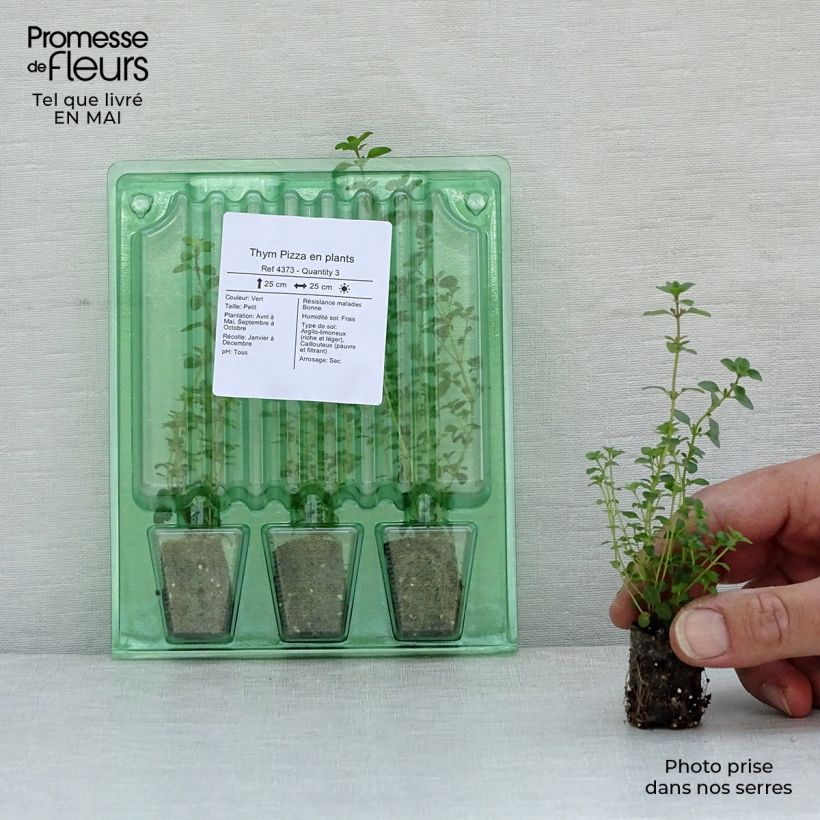 Exemplar von Thymian pizza - Thymus vulgaris x pulegioides Mini-Plug Ø 1,5/2,5 cm wie im Frühjahr geliefert
