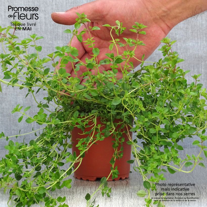 Exemplar von Thymian pizza - Thymus vulgaris x pulegioides Topf 10 cm/11cm wie im Frühjahr geliefert