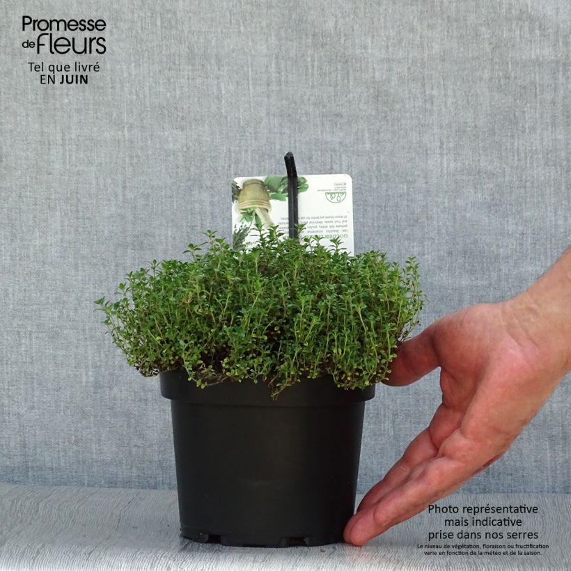 Exemplar von Zitronen-Thymian Bertram Anderson - Thymus x citriodorus Topf mit 1,5L/2L wie im Sommer geliefert