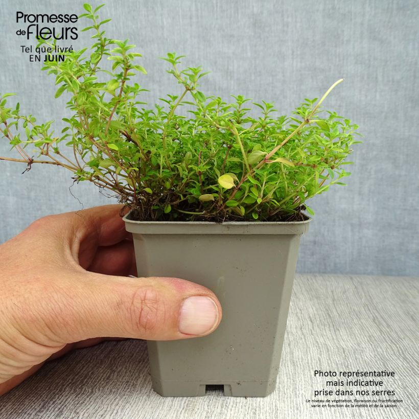 Exemplar von Zitronen-Thymian Aureus - Thymus x citriodorus Kleine Töpfe von 8/9 cm wie im Sommer geliefert