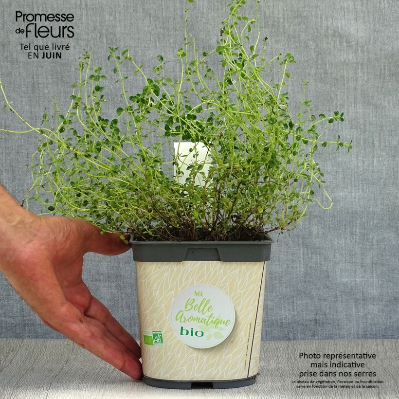 Exemplar von Zitronen-Thymian Bio - Thymus x citriodorus Topf mit 2L/3L wie im Sommer geliefert