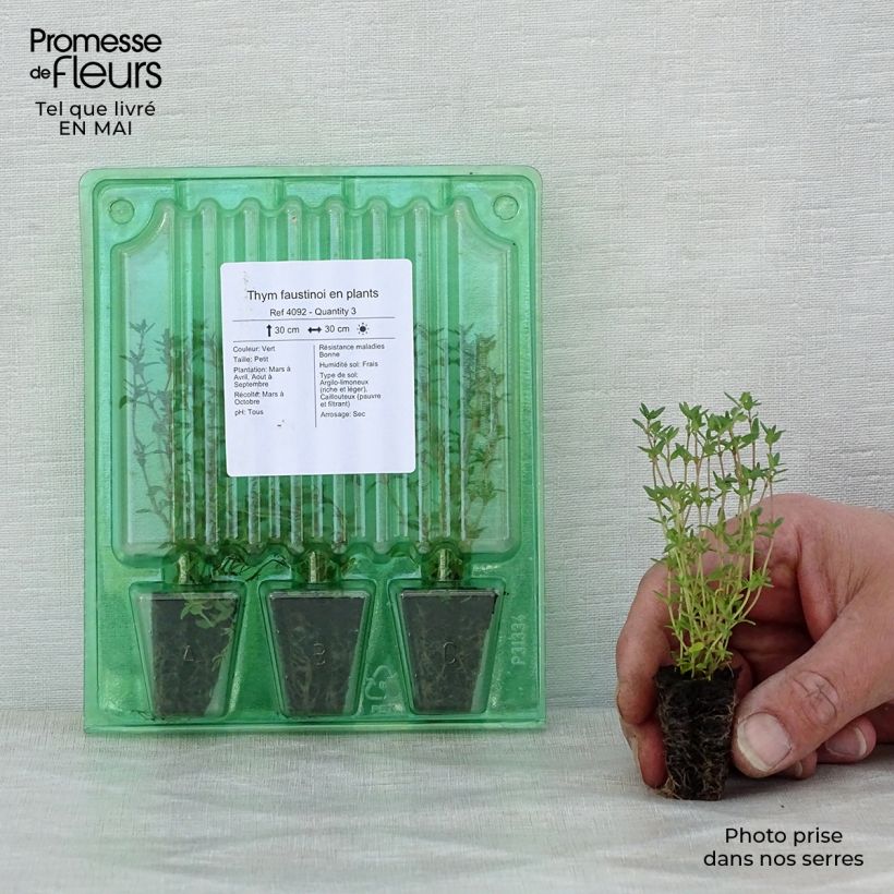 Exemplar von Thymian - Thymus x faustinoi Mini-Plug Ø 3/4 cm wie im Frühjahr geliefert