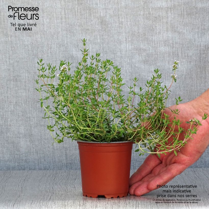 Exemplar von Thymian - Thymus x faustinoi Kleine Töpfe von 8/9 cm wie im Frühjahr geliefert