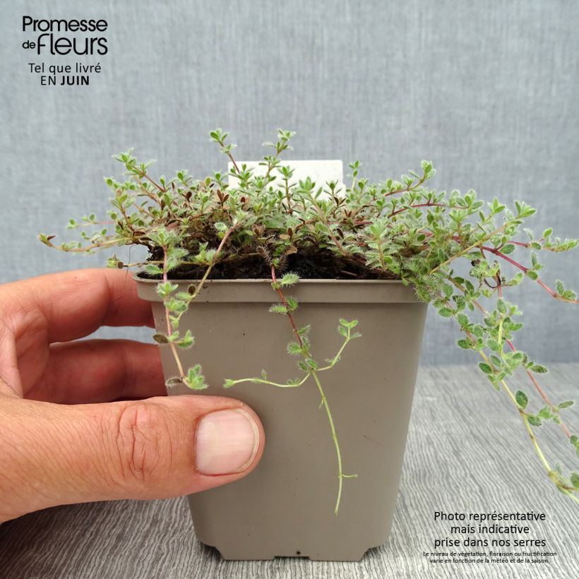 Exemplar von Wolliger Thymian - Thymus pseudolanuginosus Kleine Töpfe von 8/9 cm wie im Sommer geliefert