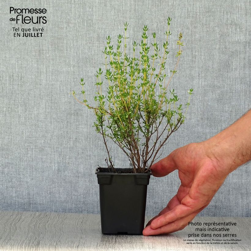Exemplar von Echter Thymian Bio - Thymus officinalis Kleine Töpfe von 8/9 cm wie im Sommer geliefert