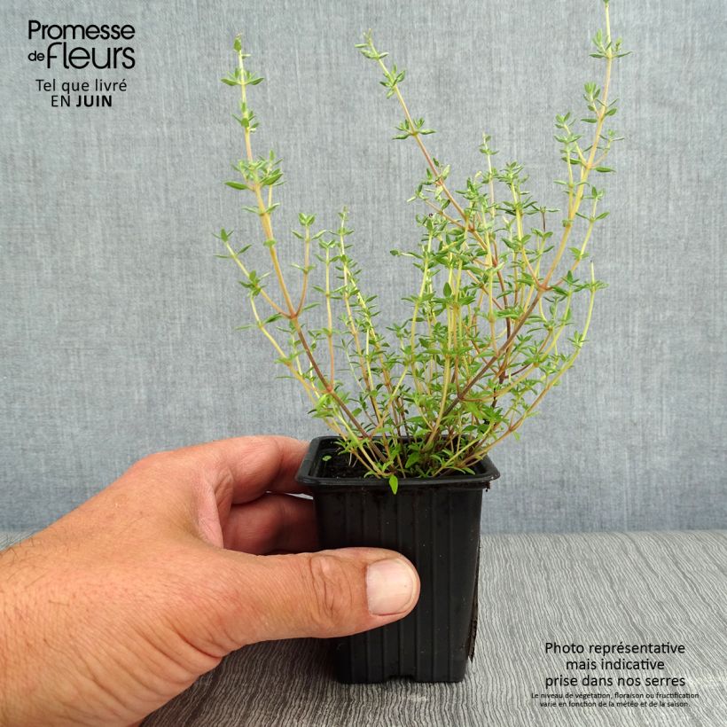Exemplar von Echter Thymian Fragrantissimus - Thymus vulgaris Kleine Töpfe von 7/8 cm wie im Sommer geliefert
