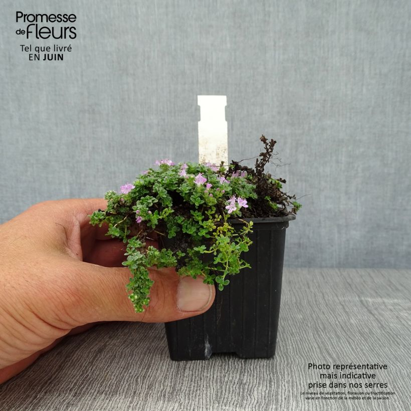 Exemplar von Sand-Thymian oder Feld-Thymian Elfin - Thymus serpyllum Kleine Töpfe von 8/9 cm wie im Sommer geliefert