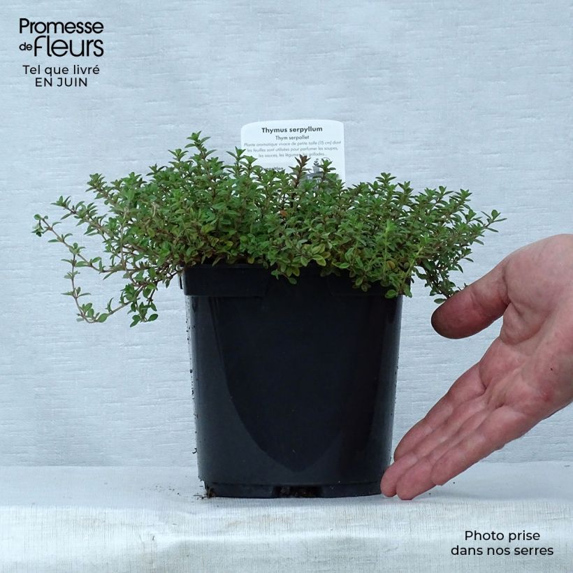 Exemplar von Sand-Thymian oder Feld-Thymian Elfin - Thymus serpyllum Topf mit 2L/3L wie im Sommer geliefert