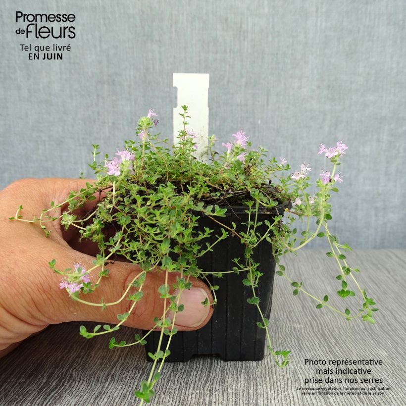 Exemplar von Teppichthymian - Thymus hirsutus Kleine Töpfe von 8/9 cm wie im Sommer geliefert