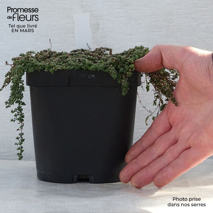 Exemplar von Teppichthymian - Thymus hirsutus Topf mit 2L/3L wie im Frühjahr geliefert