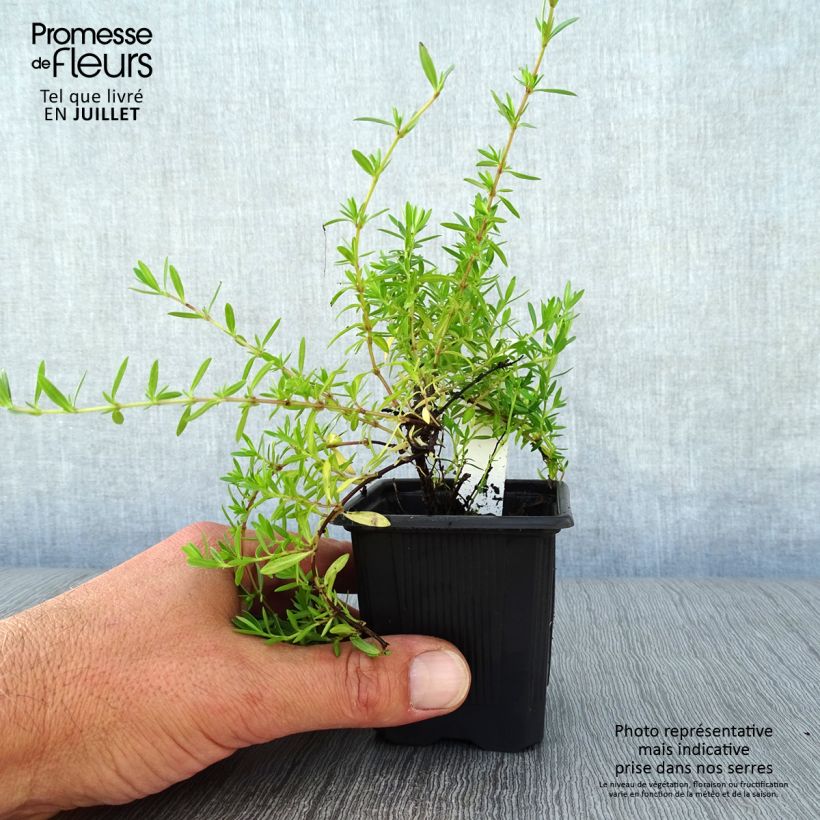 Exemplar von Thymian - Thymus nitens Kleine Töpfe von 8/9 cm wie im Sommer geliefert