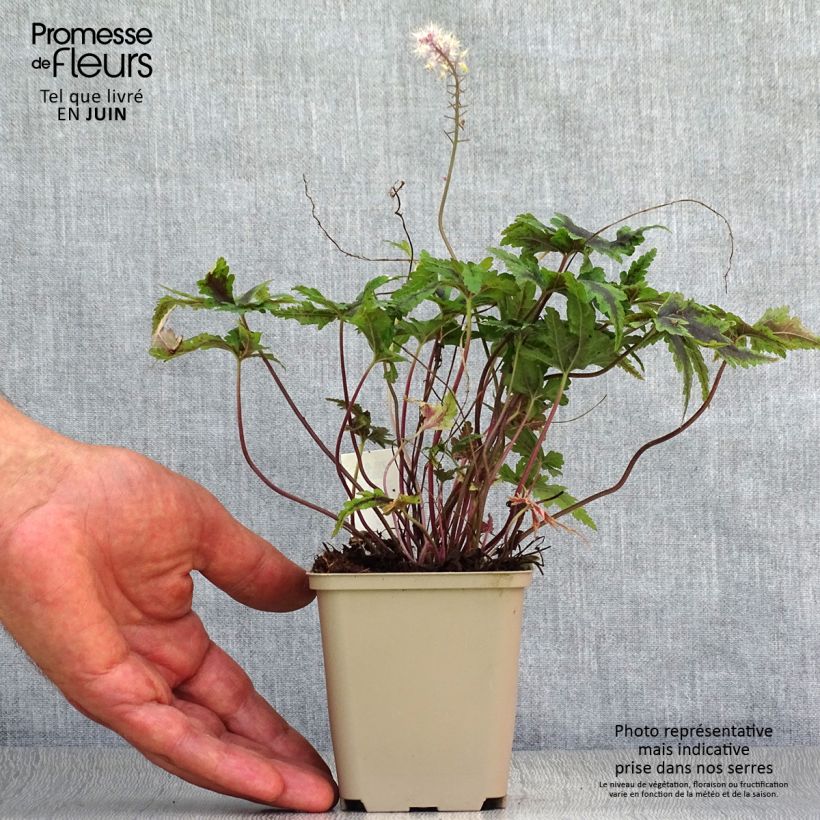 Exemplar von Tiarella Angel Wings - Schaumblüte Kleine Töpfe von 8/9 cm wie im Sommer geliefert
