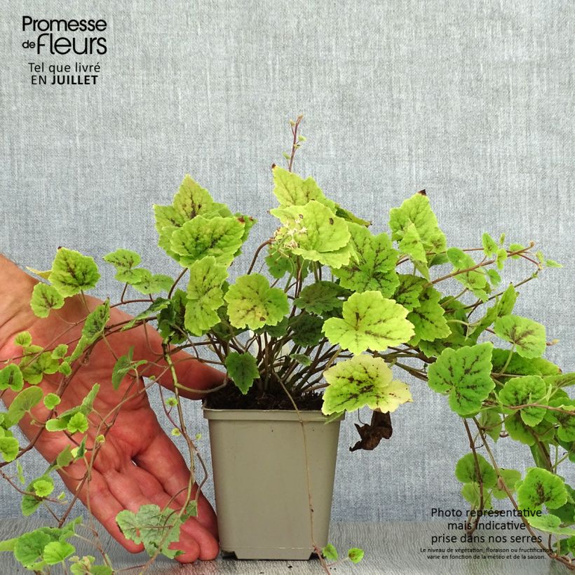 Exemplar von Tiarella cordifolia Appalachian Trail - Wald-Schaumblüte Kleine Töpfe von 8/9 cm wie im Sommer geliefert