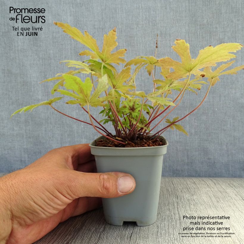 Exemplar von Tiarella Pink Skyrocket - Schaumblüte Kleine Töpfe von 8/9 cm wie im Sommer geliefert