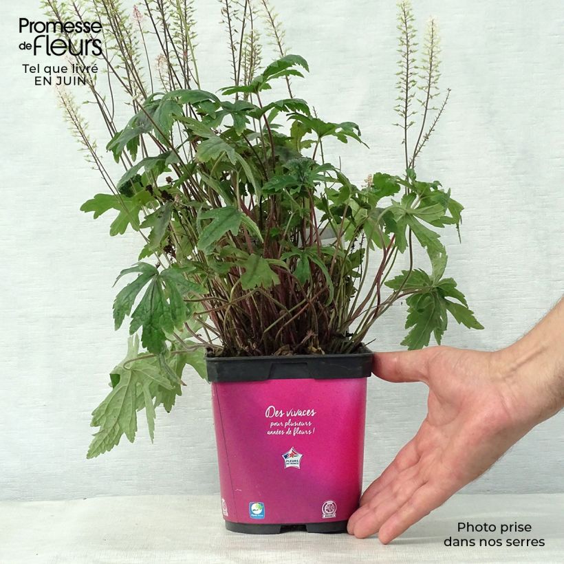 Exemplar von Tiarella Pink Skyrocket - Schaumblüte Topf mit 2L/3L wie im Sommer geliefert