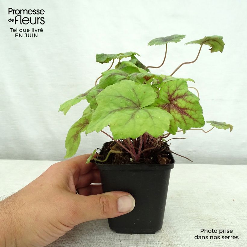 Exemplar von Tiarella Running Tiger - Schaumblüte Kleine Töpfe von 8/9 cm wie im Sommer geliefert