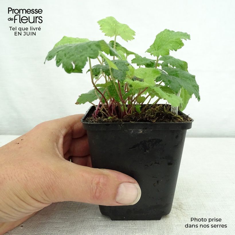 Exemplar von Tiarella cordifolia Moorgrun - Wald-Schaumblüte Kleine Töpfe von 8/9 cm wie im Sommer geliefert