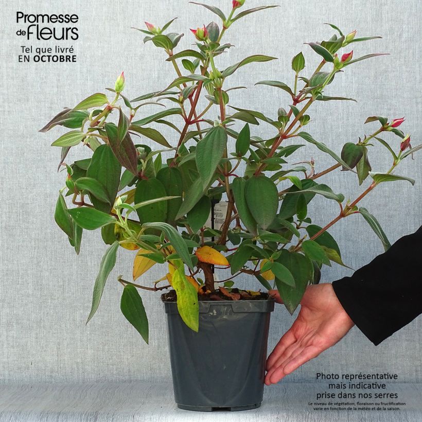 Exemplar von Tibouchina urvilleana - Tibouchine Topf mit 4L/5L wie im Herbst geliefert