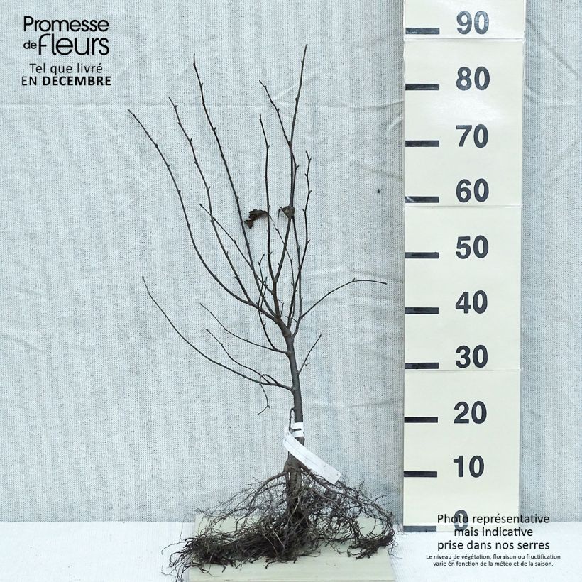 Exemplar von Winter-Linde - Tilia cordata Wurzelnackt wie im Winter geliefert