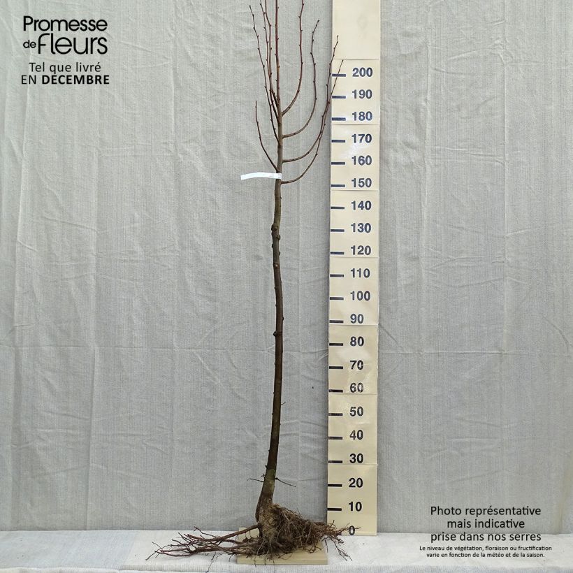 Exemplar von Winter-Linde - Tilia cordata Wurzelnackt wie im Winter geliefert
