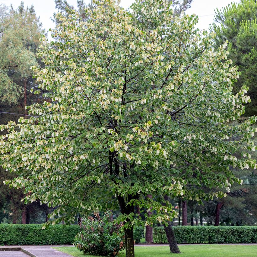 Silber-Linde - Tilia tomentosa (Hafen)