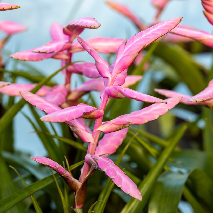 Tillandsia Andreas - Luftpflanze (Blüte)