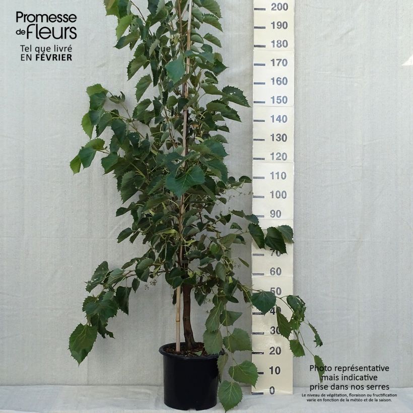 Exemplar von Henrys Linde - Tilia henryana Topf mit 7,5L/10L wie im Herbst geliefert
