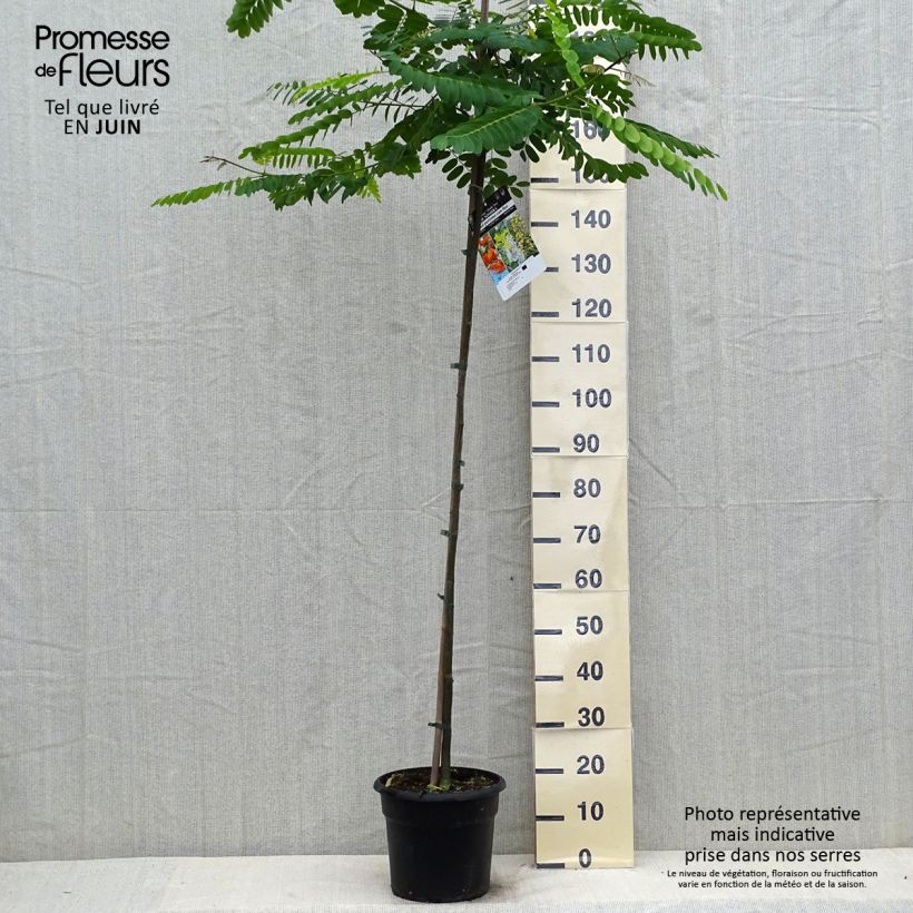 Exemplar von Tipuana tipu - Tipubaum Topf mit 7,5L/10L wie im Sommer geliefert