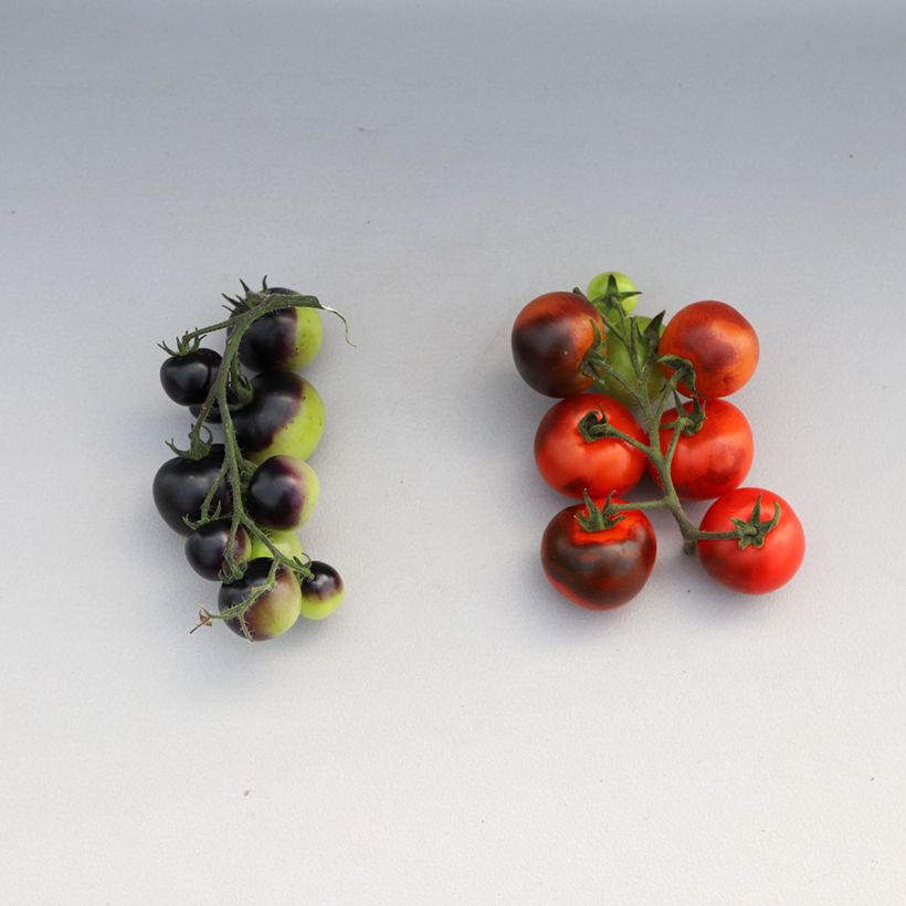 Kirschtomate Akoya F1 (Samen) (Ernte)
