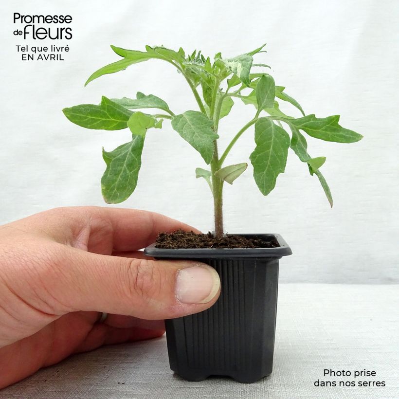 Exemplar von Fleischtomate Ananas (Pflanzen) Kleine Töpfe von 7/8 cm wie im Frühjahr geliefert