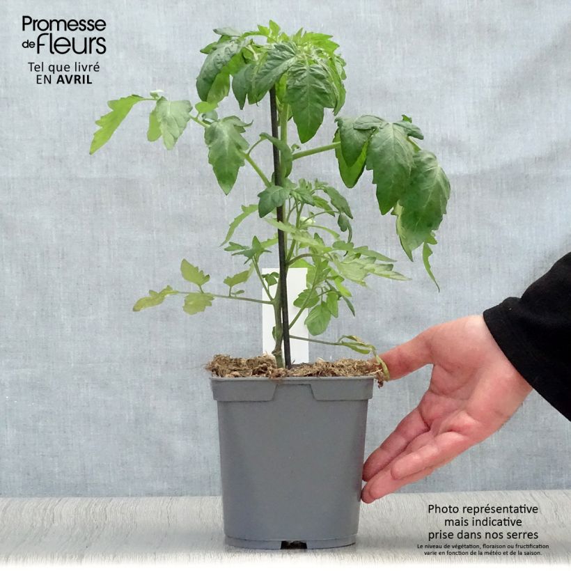 Exemplar von Fleischtomate Ananas (Veredelte Tomate) Topf mit 2L/3L wie im Frühjahr geliefert