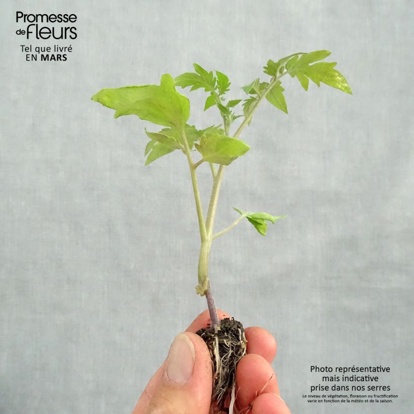Exemplar von Fleischtomate Ananas Bio (Veredelte Tomate) Mini-Plug Ø 1,5/2,5 cm wie im Frühjahr geliefert