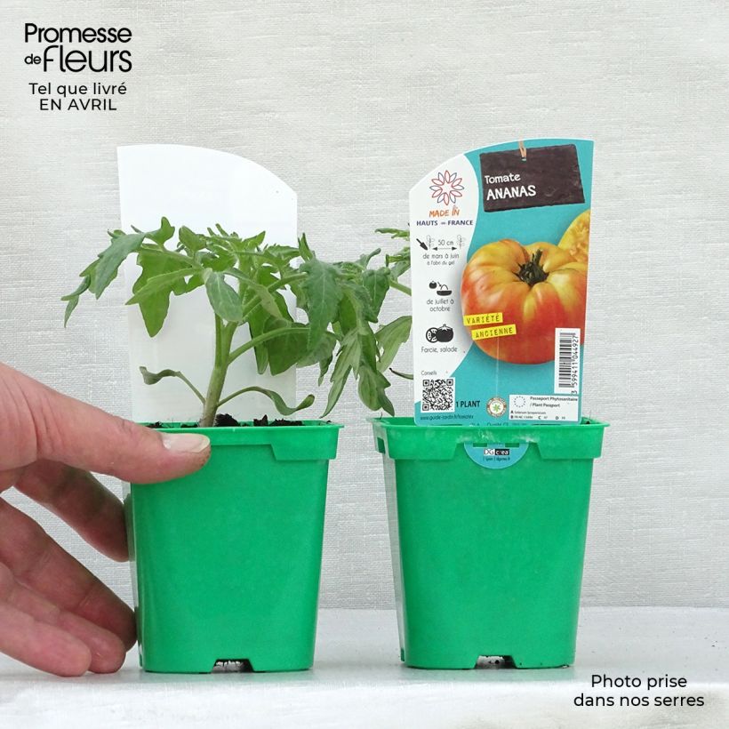 Exemplar von Fleischtomate Ananas (Pflanzen) Topf 10 cm/11cm wie im Frühjahr geliefert