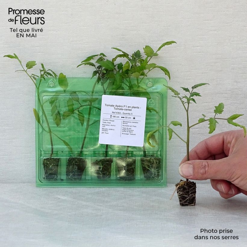 Exemplar von Kirschtomate Apero F1 Mini-Plug Ø 3/4 cm wie im Frühjahr geliefert