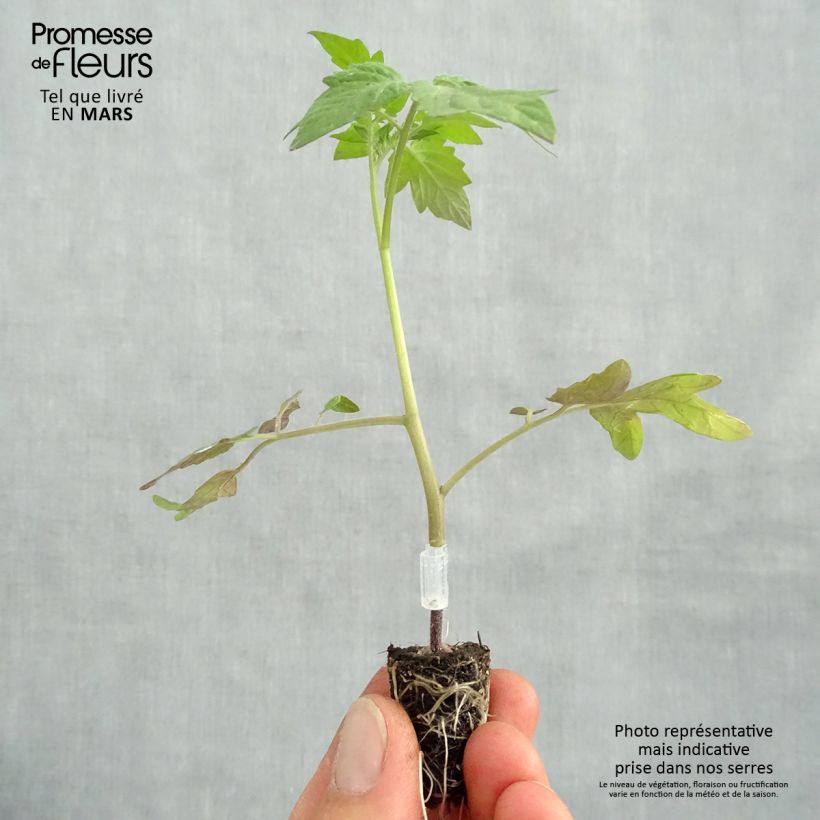 Exemplar von Kirschtomate Apero F1 Bio (Veredelte Tomate) Mini-Plug Ø 1,5/2,5 cm wie im Frühjahr geliefert