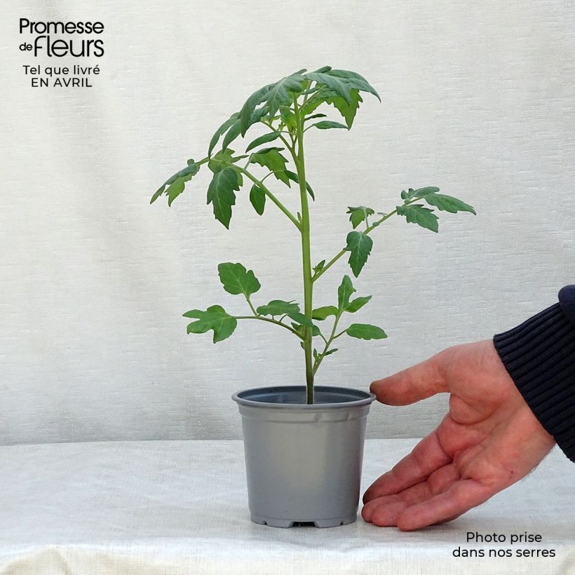 Exemplar von Kirschtomate Apero F1 Topf 10 cm/11cm wie im Frühjahr geliefert