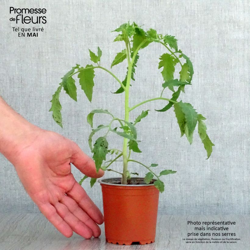 Exemplar von Tomate Bellandine F1 Topf 10 cm/11cm wie im Frühjahr geliefert