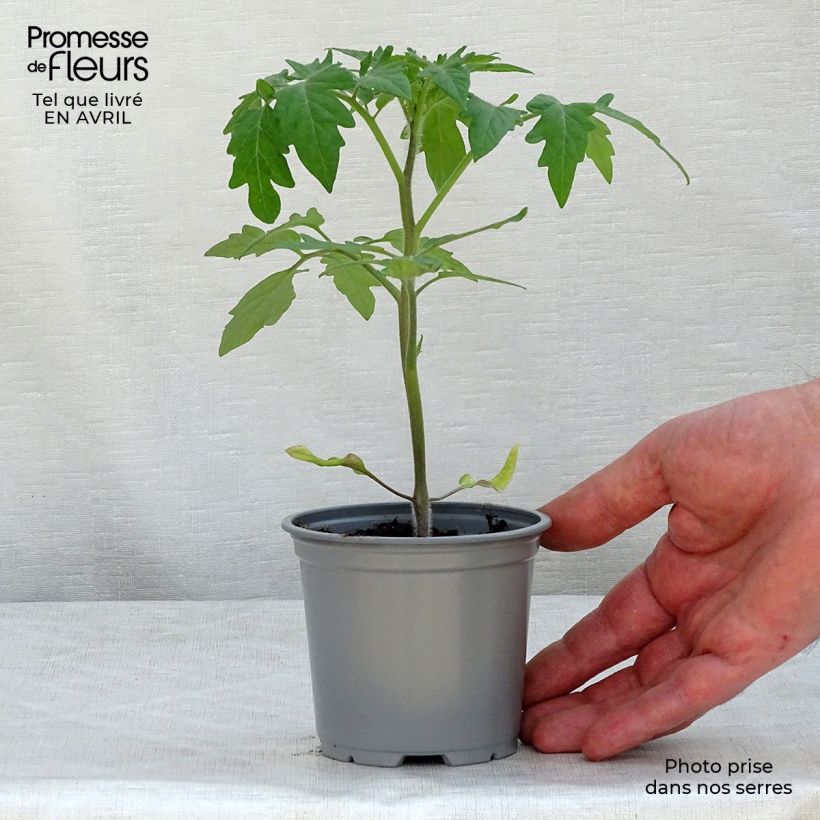 Exemplar von Tomate Buffalo Steak F1 Kleine Töpfe von 8/9 cm wie im Frühjahr geliefert