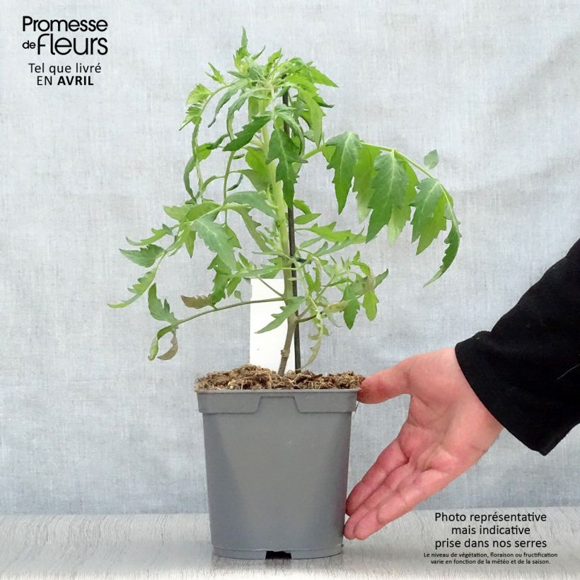 Exemplar von Tomate Cauralina F1 (Veredelte Tomate) Topf mit 2L/3L wie im Frühjahr geliefert