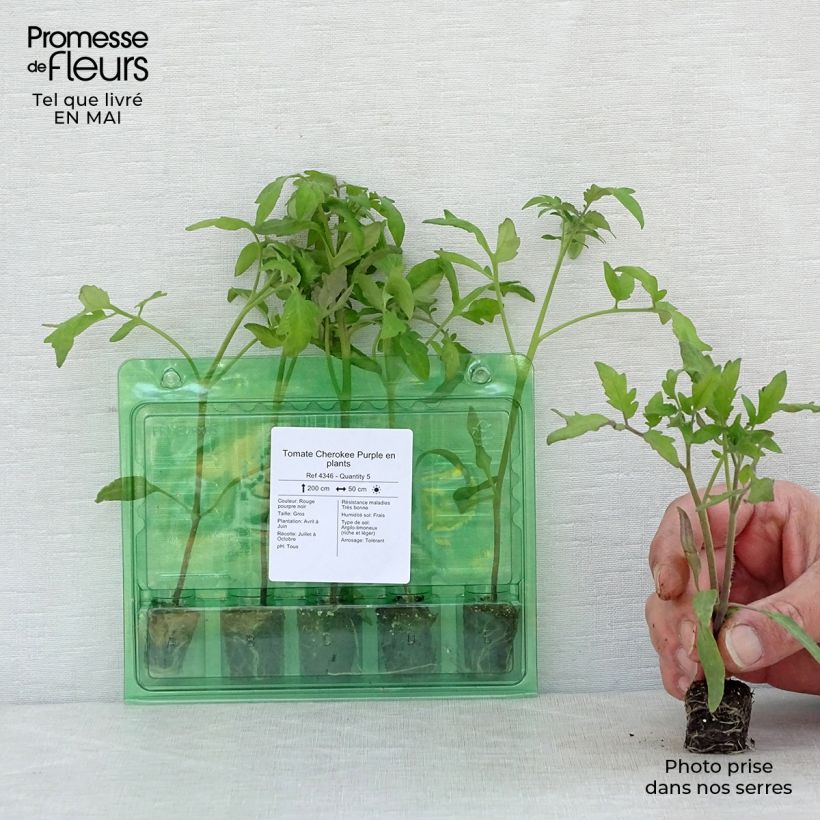 Exemplar von Tomate Cherokee Purple Mini-Plug Ø 3/4 cm wie im Frühjahr geliefert