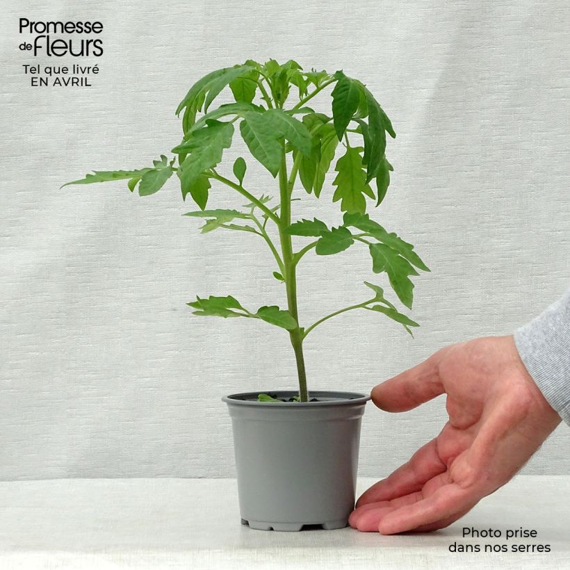 Exemplar von Tomate Cherokee Purple Kleine Töpfe von 8/9 cm wie im Frühjahr geliefert