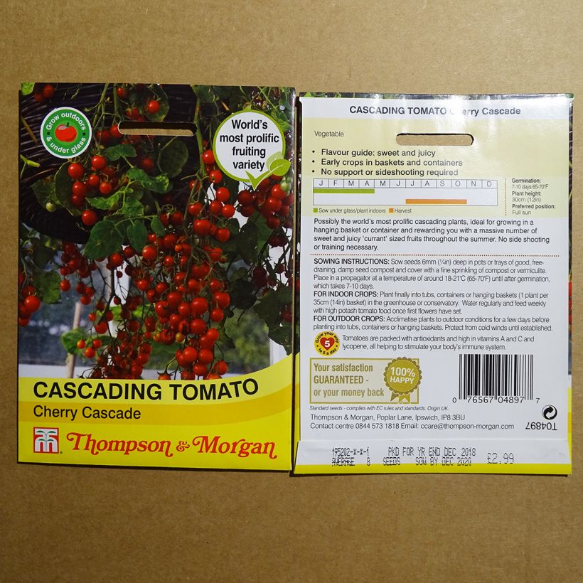 Beispiel eines Exemplars von Kirschtomate Cherry Cascade die Tüte mit 8 Samen wie geliefert