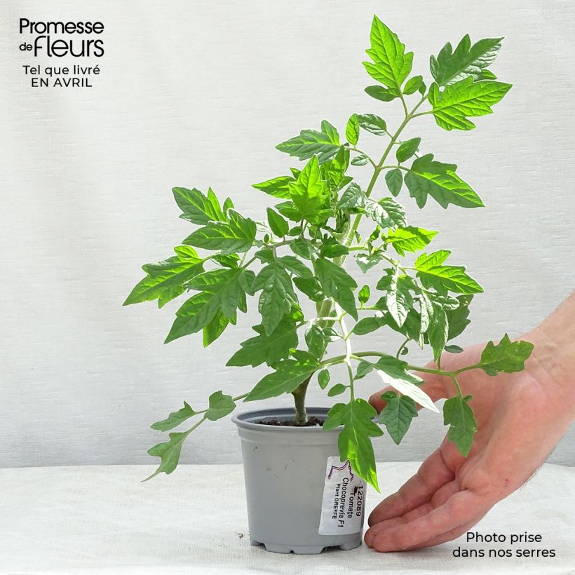 Exemplar von Tomate Chocoprevia F1 Nerondo (Veredelte Tomate) Kleine Töpfe von 8/9 cm wie im Frühjahr geliefert