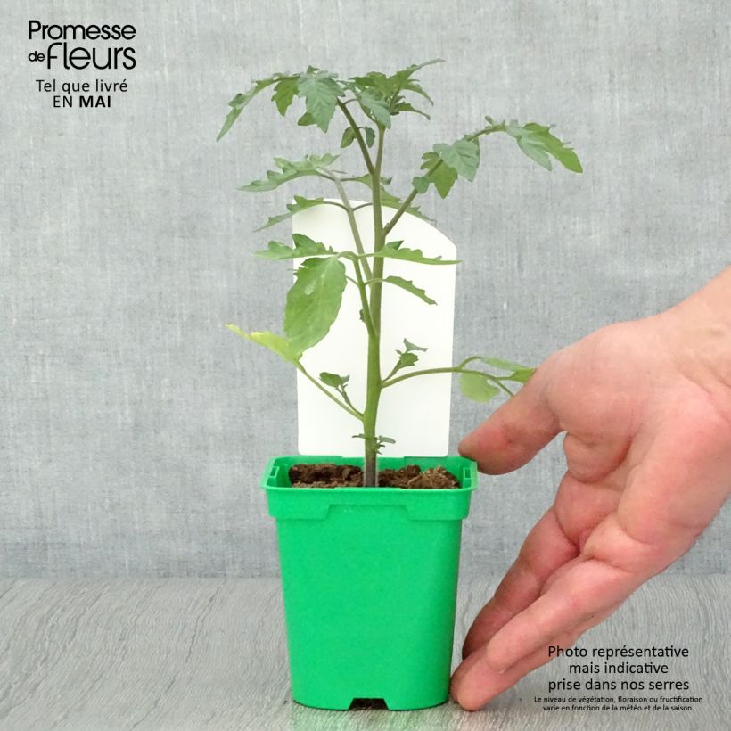 Exemplar von Tomate Cookie F1 Mix Topf 10 cm/11cm wie im Frühjahr geliefert