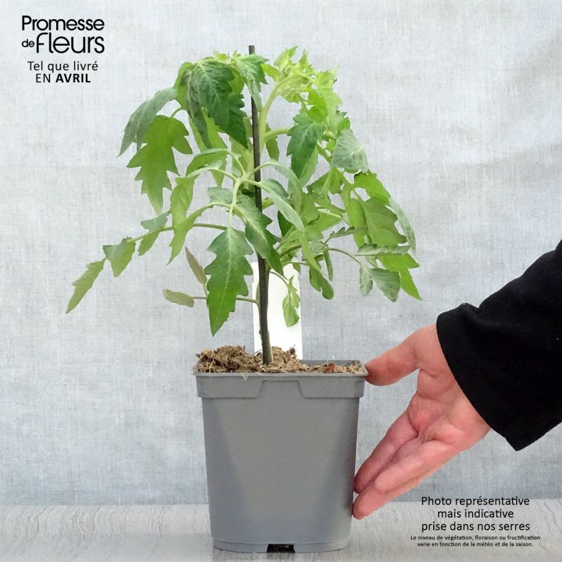 Exemplar von Tomate Corazon F1 (Veredelte Tomate) Topf mit 2L/3L wie im Frühjahr geliefert
