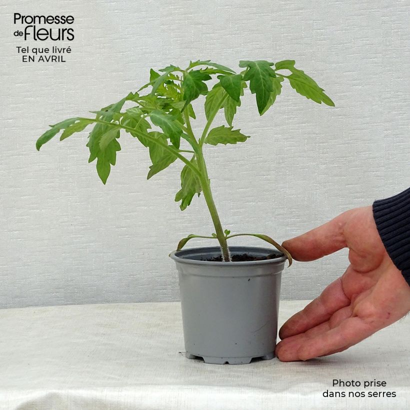 Exemplar von Tomate Corazon F1 Kleine Töpfe von 8/9 cm wie im Frühjahr geliefert